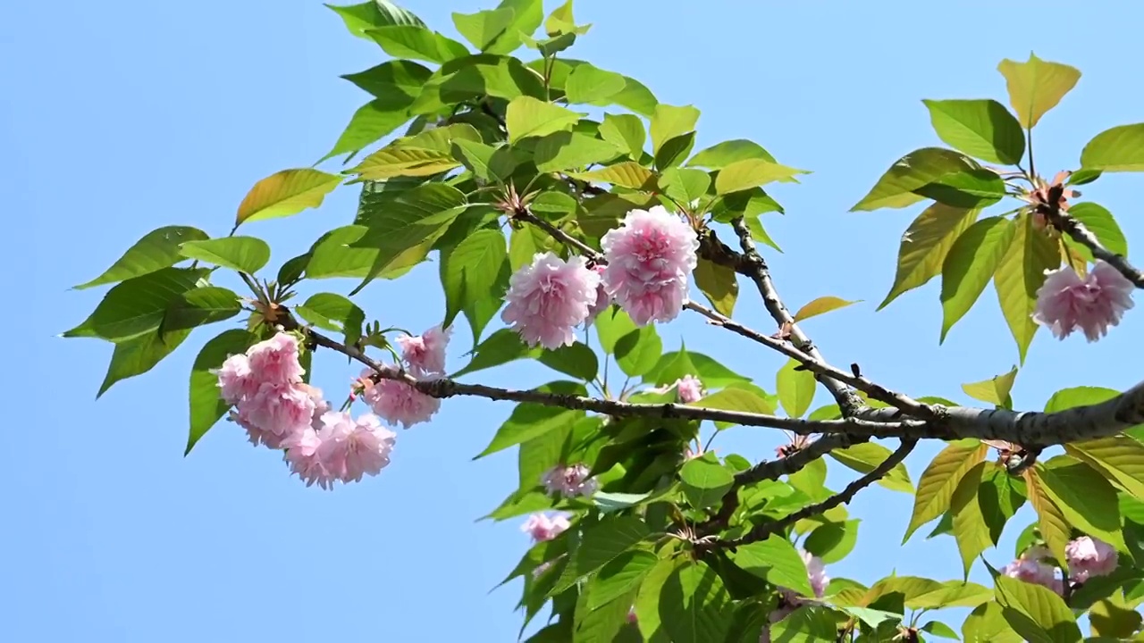 春天阳光下桂林盛开的樱花视频素材