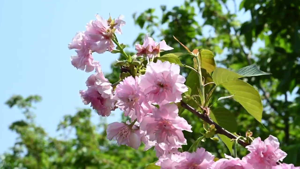 春天阳光下桂林盛开的樱花视频素材