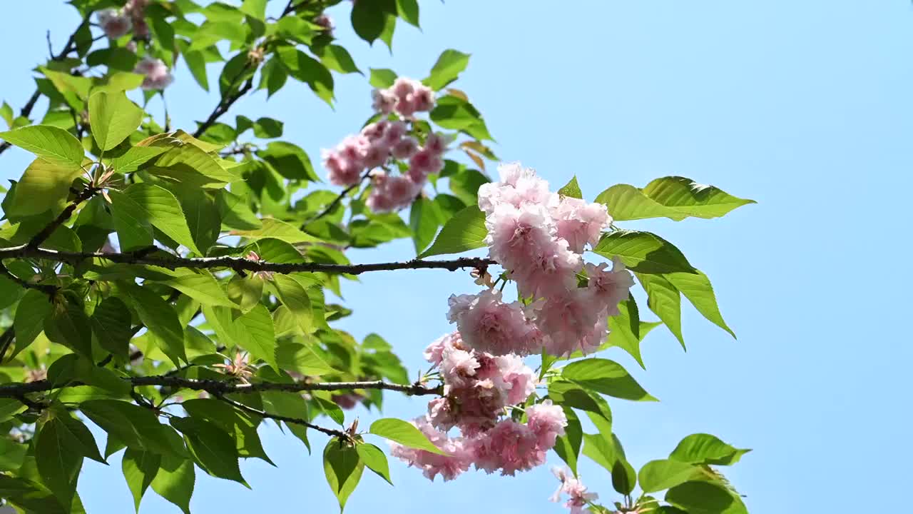 春天阳光下桂林盛开的樱花视频素材