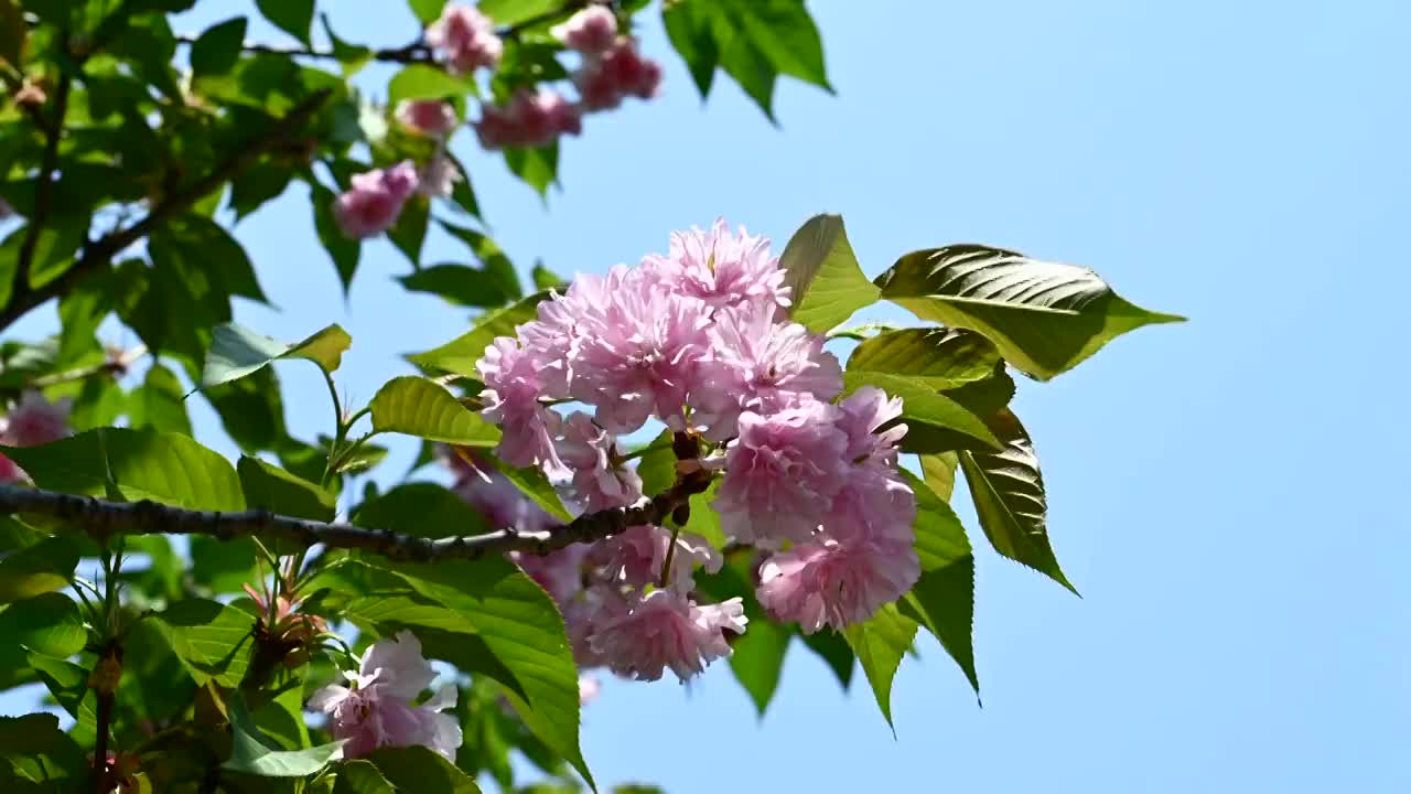 春天阳光下桂林盛开的樱花视频素材