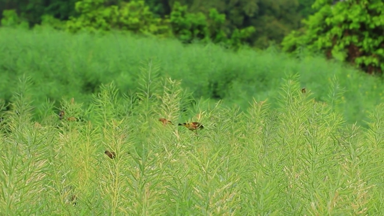 小鸟在农田地里油菜籽地捕食的场景视频素材