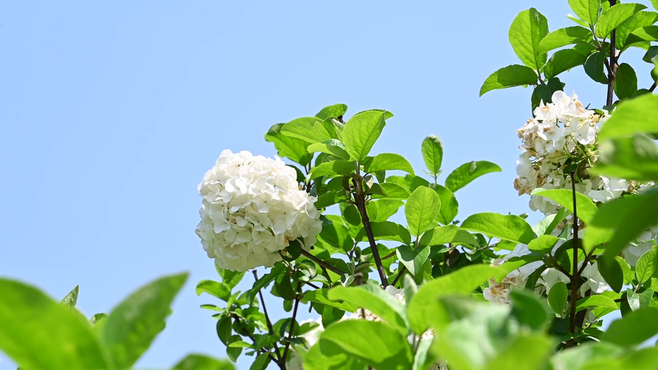 春天阳光下桂林盛开的绣球花视频素材