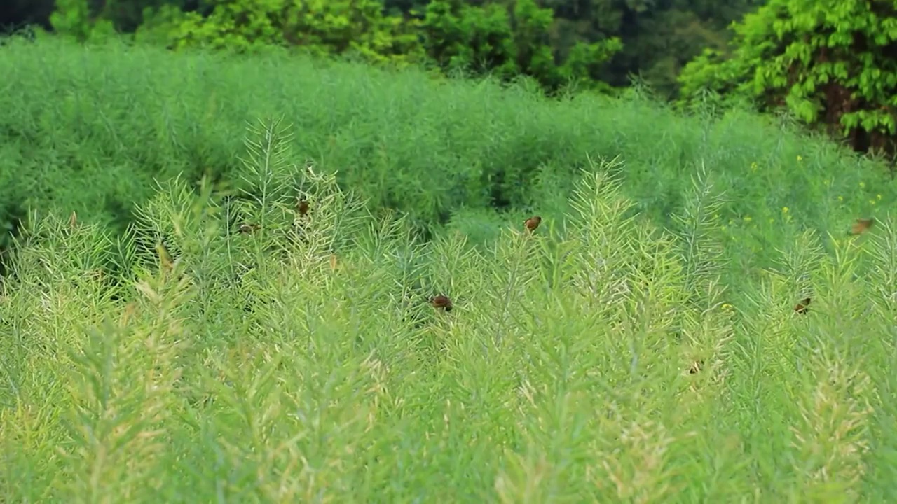 鸟儿在农田地里油菜籽地捕食的场景视频素材