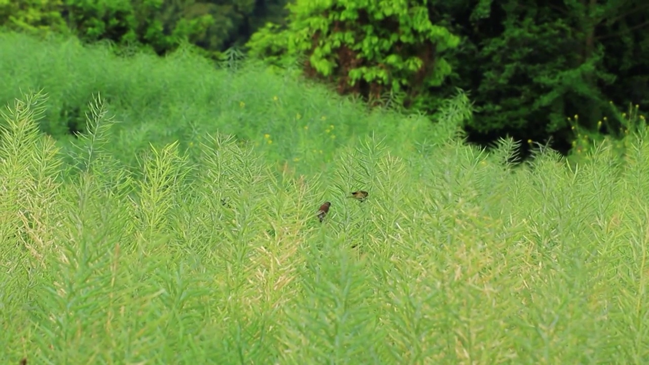 鸟儿在农田地里油菜籽地捕食的场景视频素材