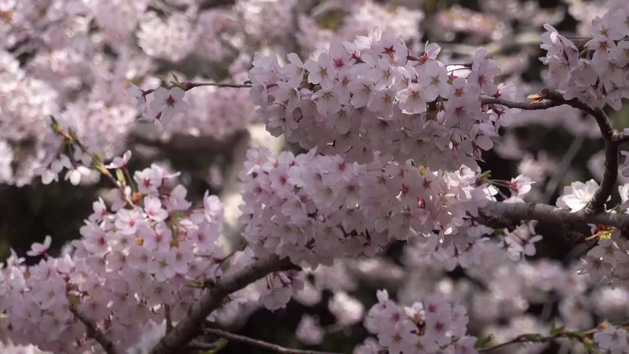 春季盛开的樱花视频素材