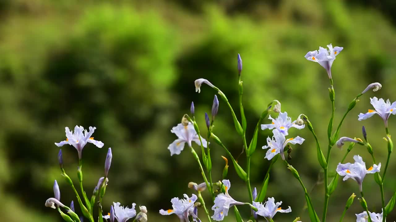 扁竹兰花视频素材