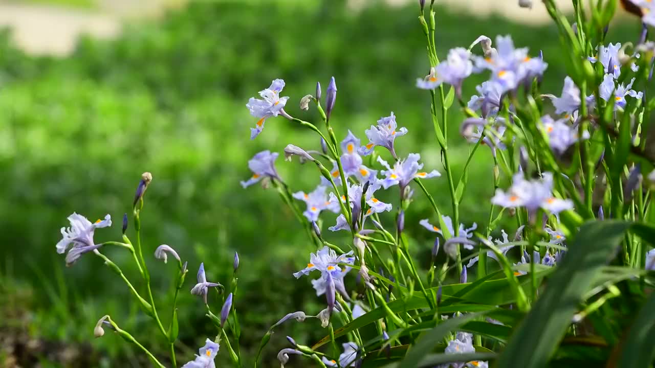 扁竹兰花视频素材