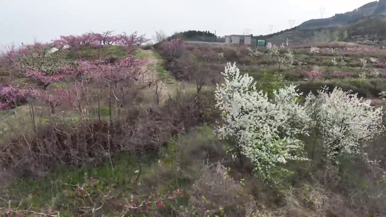 航拍济南南部山区的桃花和梨花视频素材