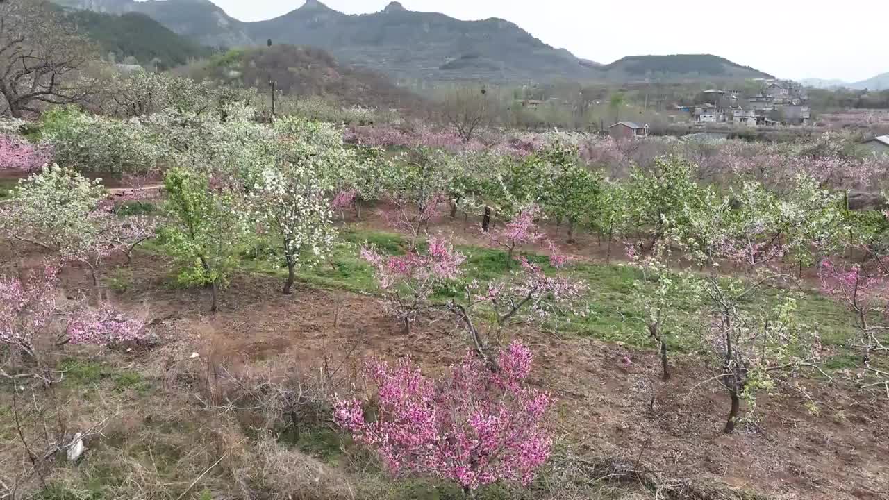 航拍济南南部山区的桃花和梨花视频素材