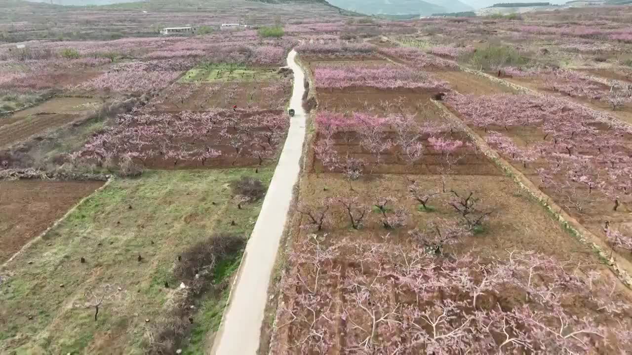 航拍济南南部山区的桃花和梨花视频素材