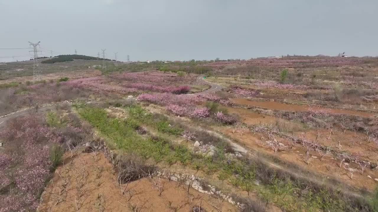 航拍济南南部山区的桃花和梨花视频素材