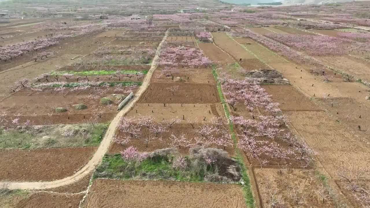 航拍济南南部山区的桃花和梨花视频素材