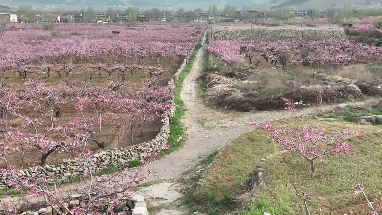 航拍济南南部山区的桃花和梨花视频素材