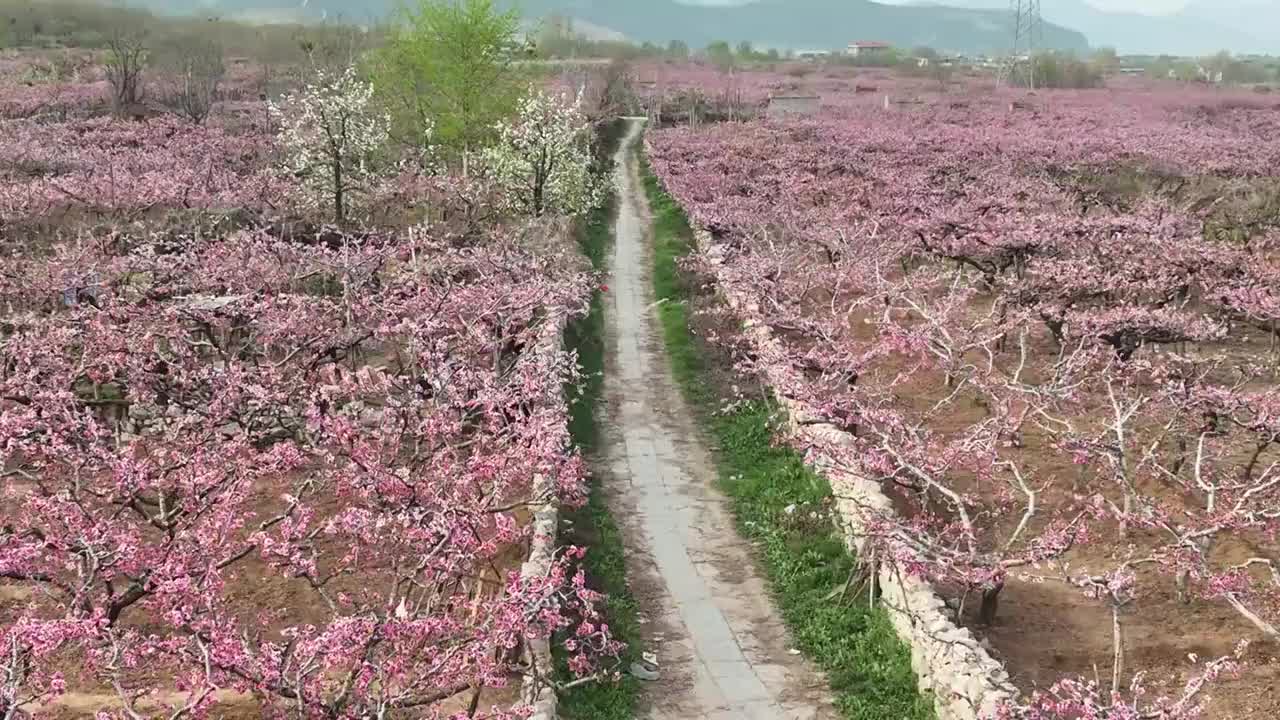 航拍济南南部山区的桃花和梨花视频素材