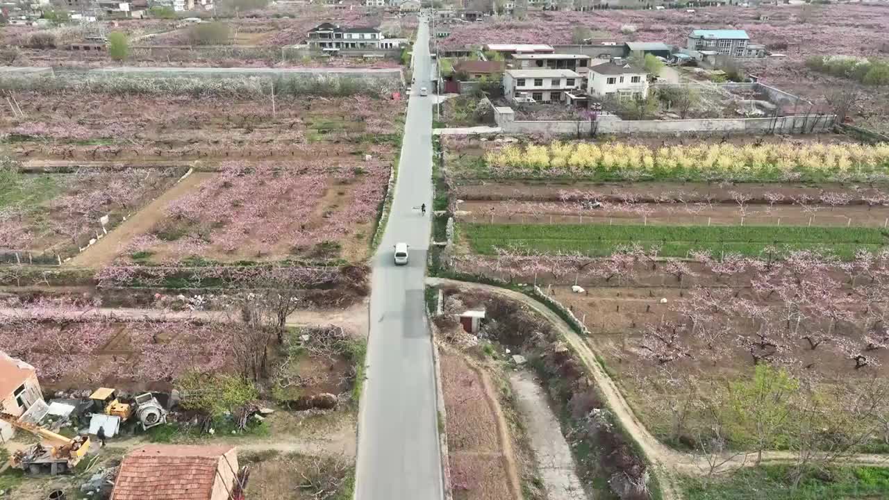 航拍济南南部山区的桃花和梨花视频素材