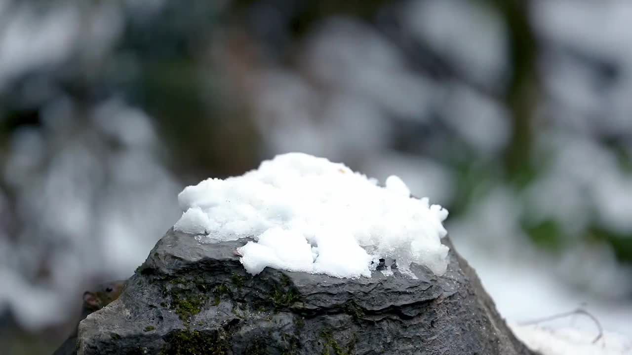 重庆市南川山王坪生态——松鼠视频素材