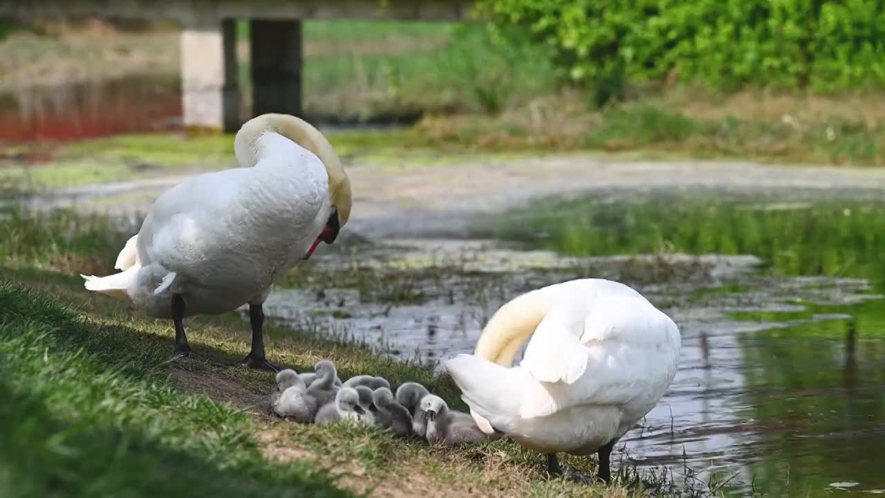 两只大疣鼻天鹅带领小疣鼻天鹅在湖边梳理羽毛视频素材