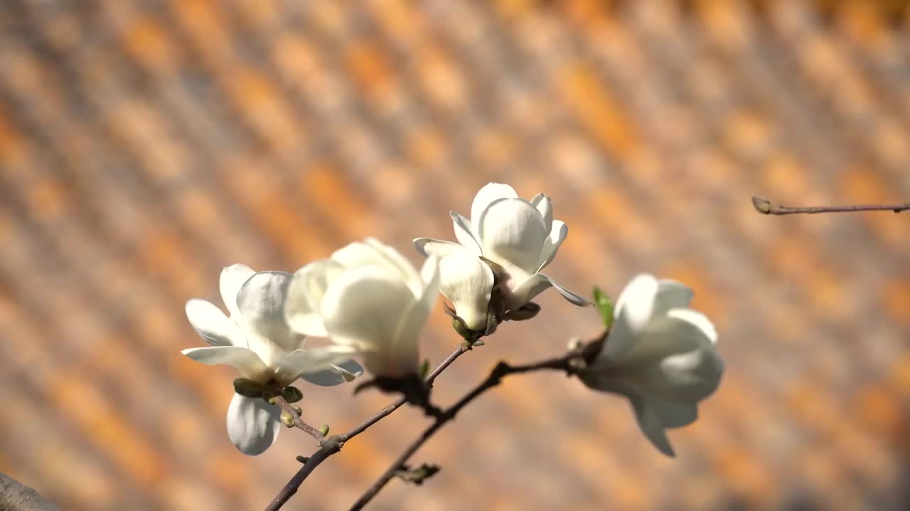 故宫御花园玉兰花开视频素材