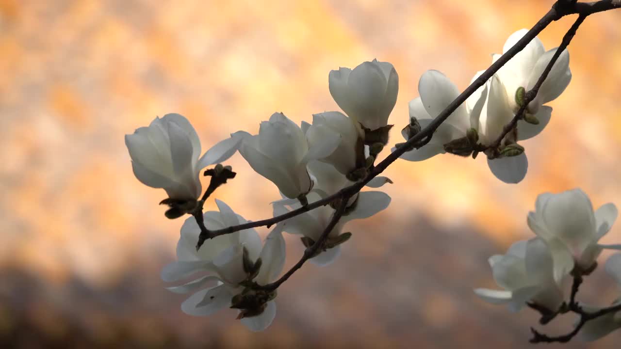 故宫御花园玉兰花开视频素材