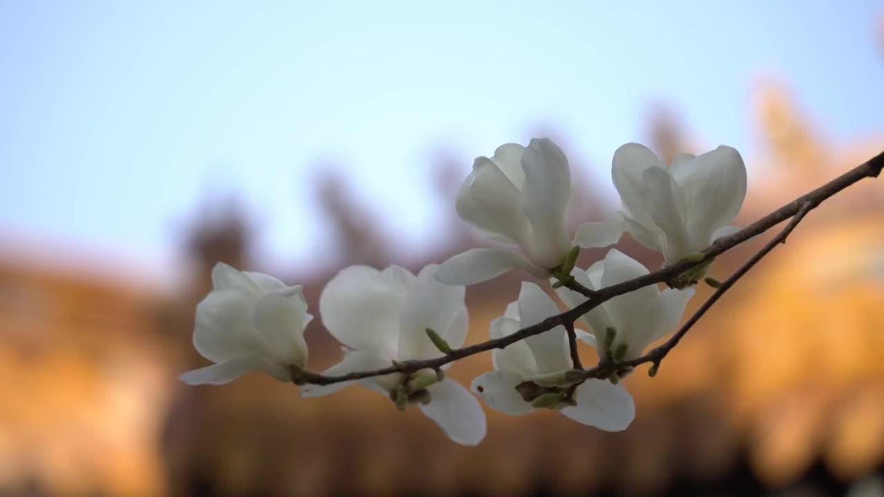 故宫御花园玉兰花开视频素材