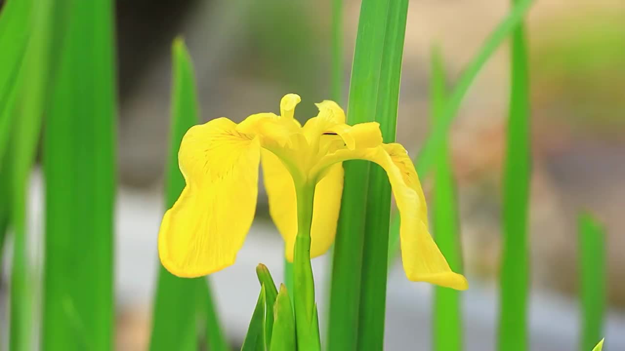 鸢尾花视频素材