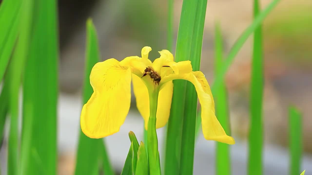 鸢尾花视频素材