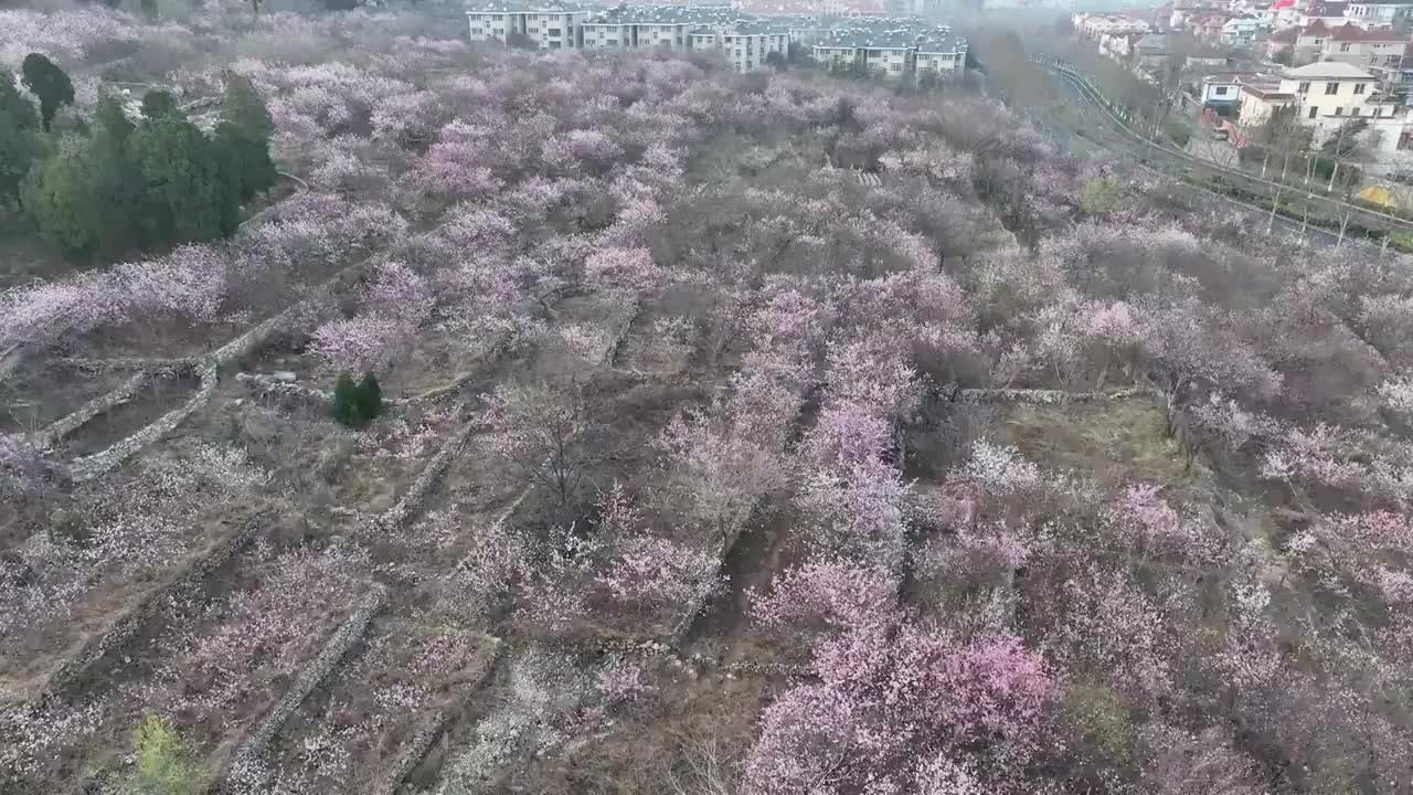 航拍济南卧虎山水库岸边桃花盛开视频素材