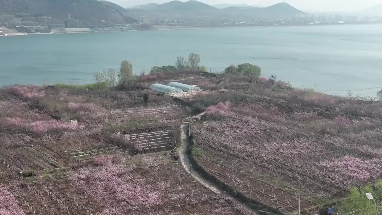 航拍济南卧虎山水库岸边桃花盛开视频素材