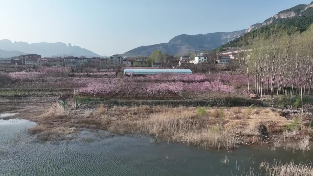 航拍济南卧虎山水库岸边桃花盛开视频素材