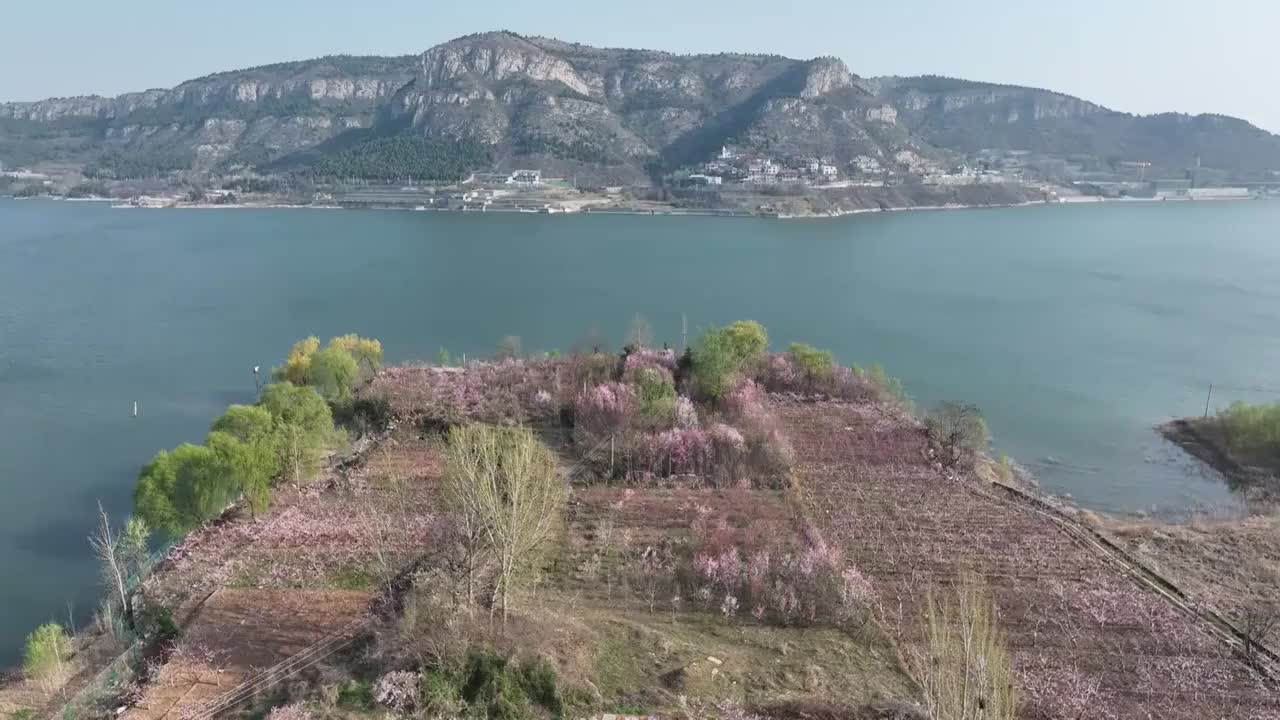 航拍济南卧虎山水库岸边桃花盛开视频素材