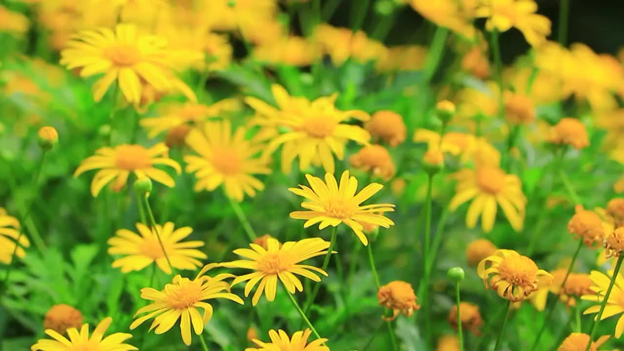 黄金菊 Euryops pectinatus (L.) Cass.视频素材