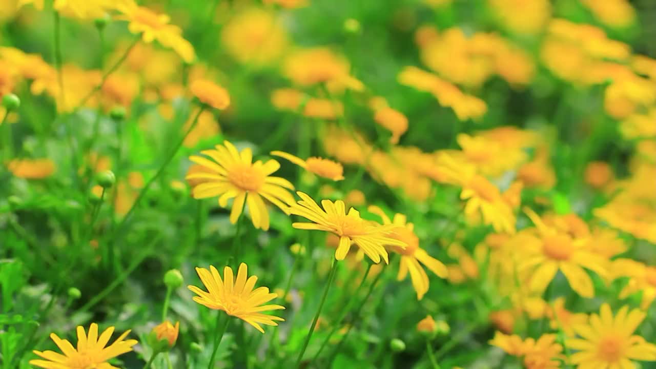 黄金菊 Euryops pectinatus (L.) Cass.视频素材