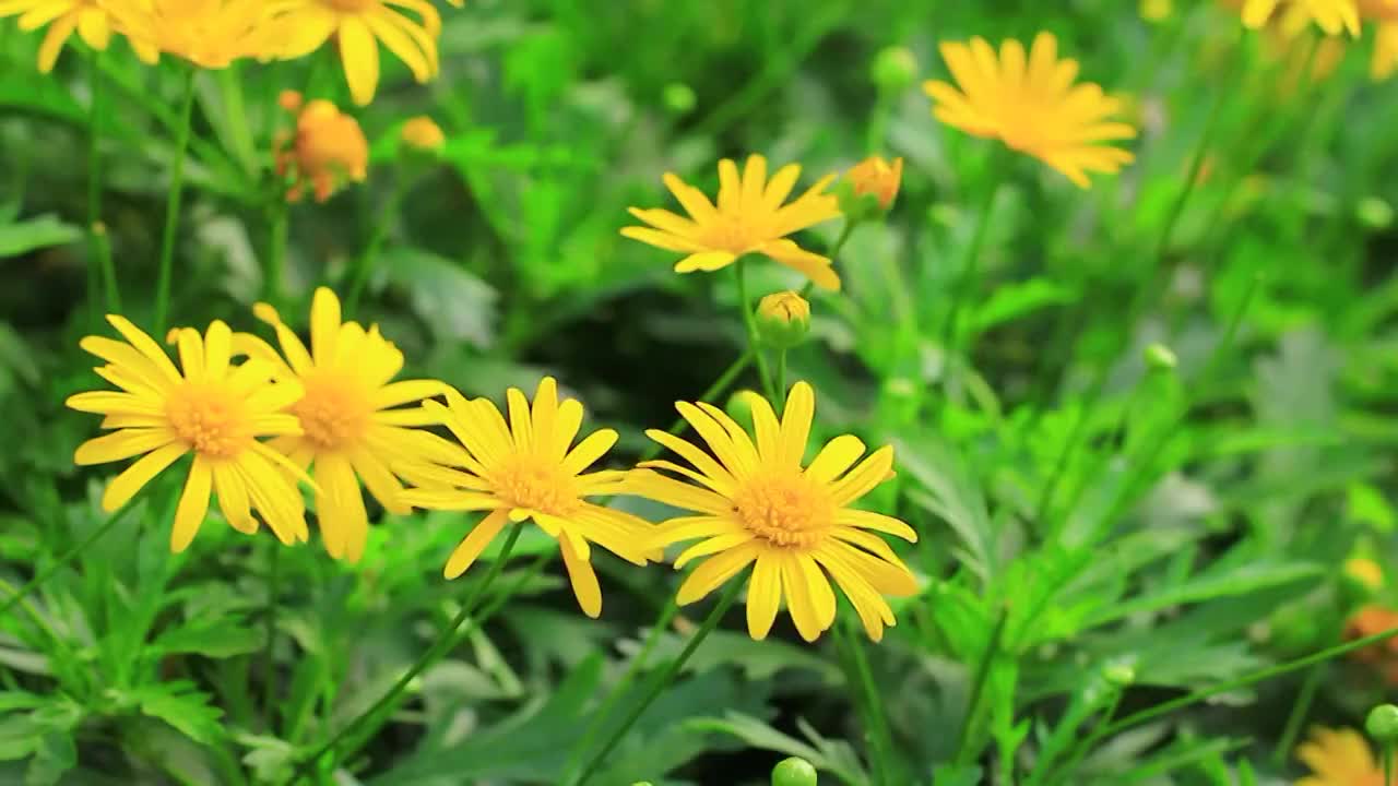 黄金菊 Euryops pectinatus (L.) Cass.视频素材