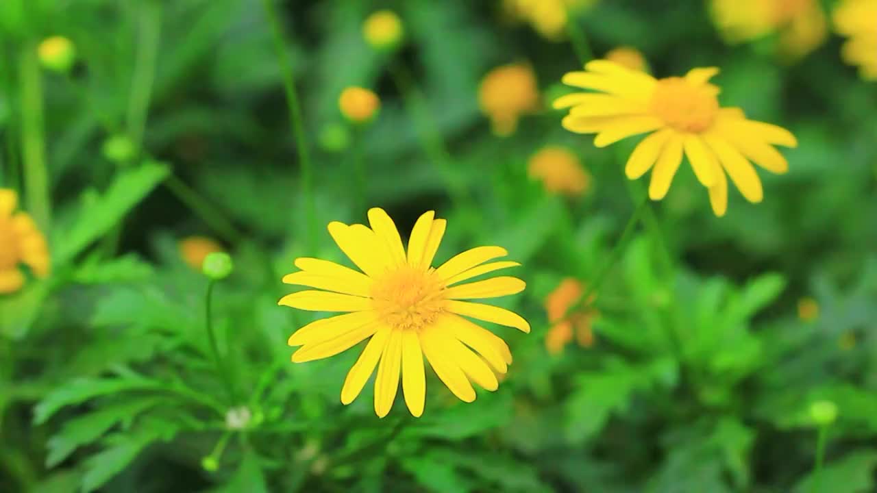 黄金菊 Euryops pectinatus (L.) Cass.视频素材