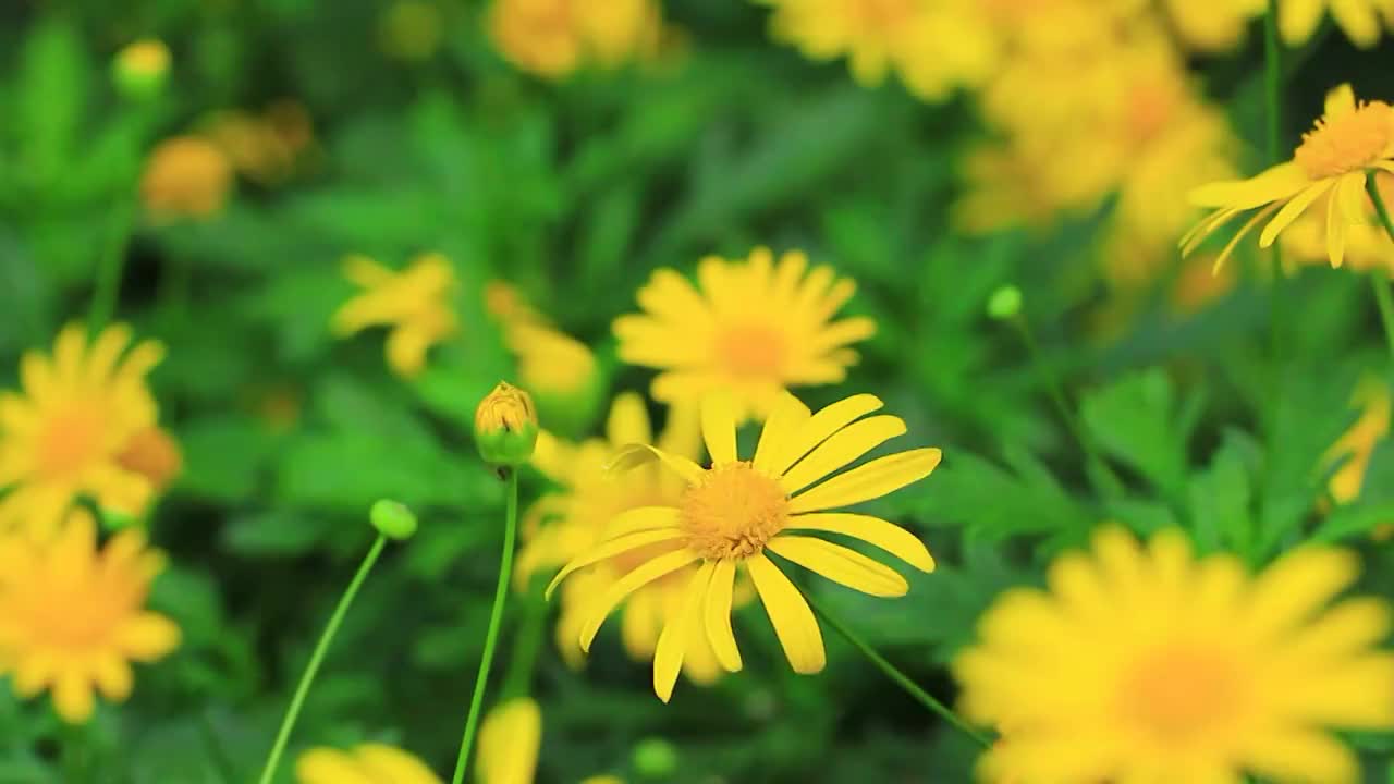 黄金菊 Euryops pectinatus (L.) Cass.视频素材