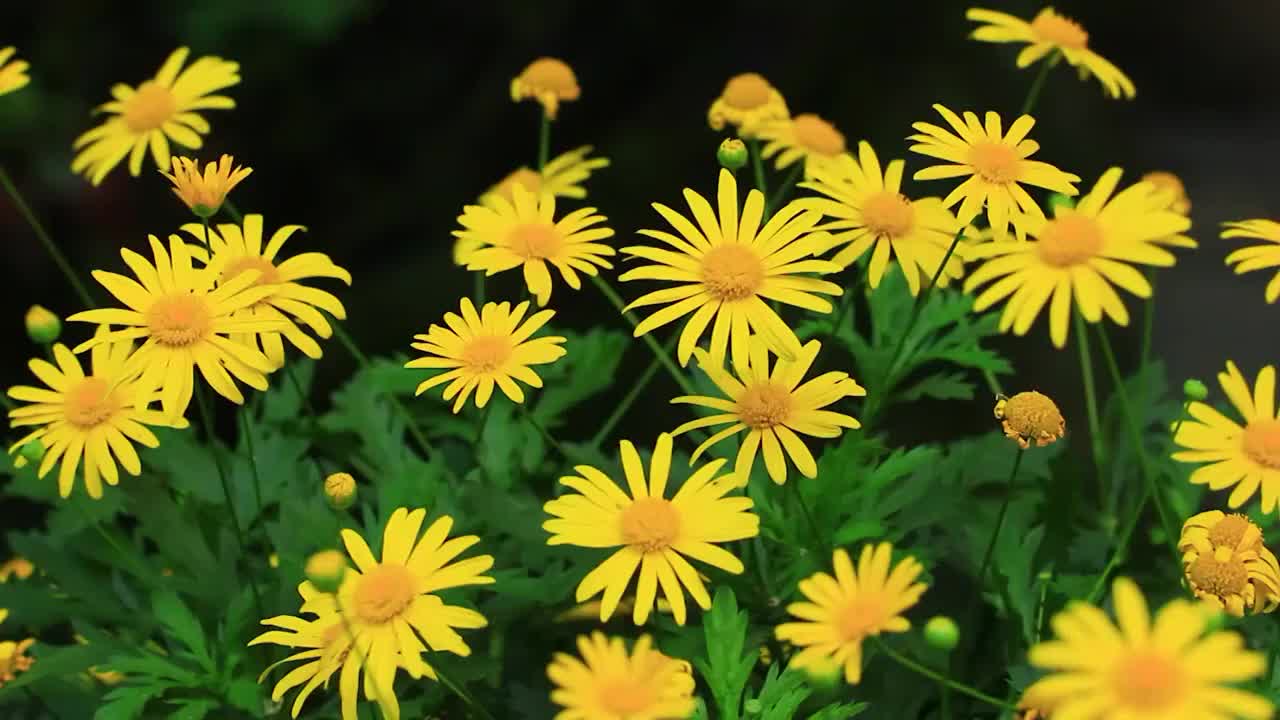 黄金菊 Euryops pectinatus (L.) Cass.视频素材