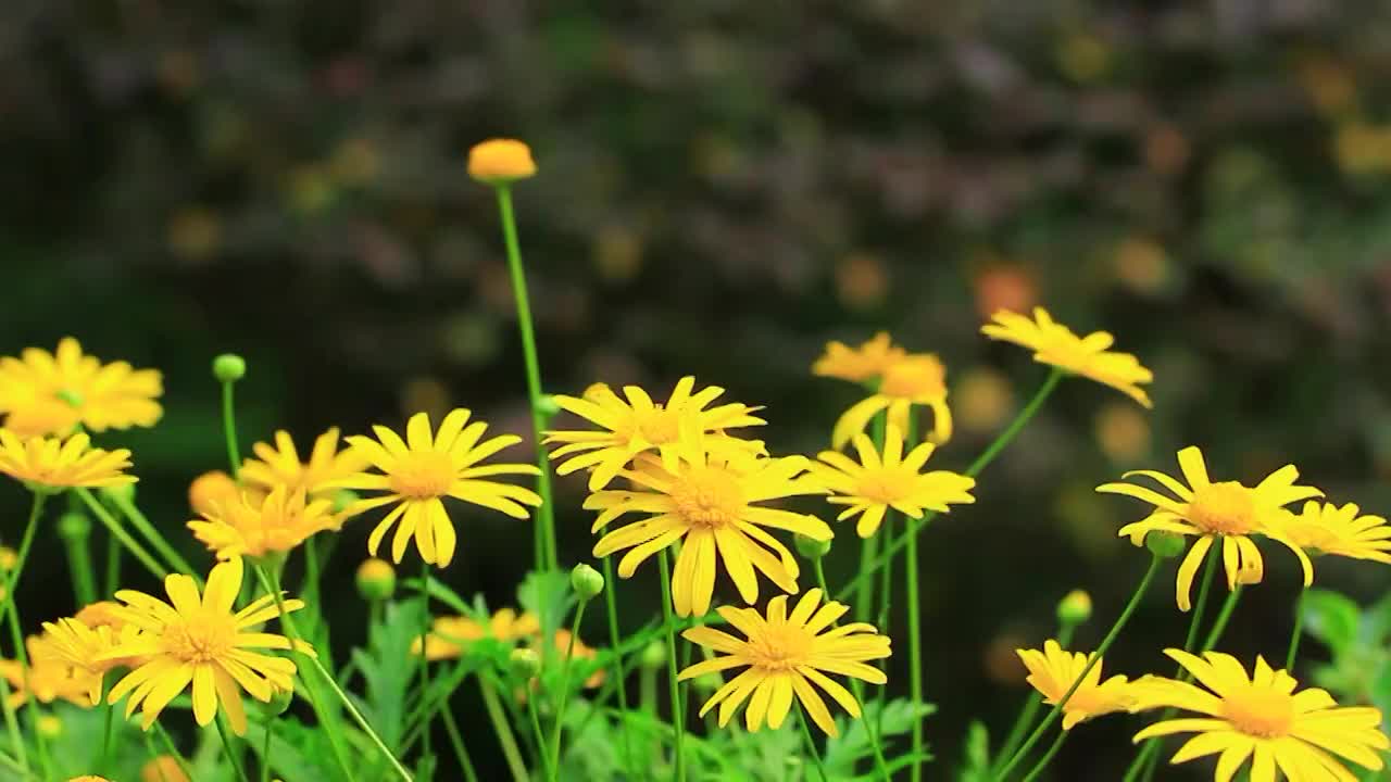 黄金菊 Euryops pectinatus (L.) Cass.视频素材