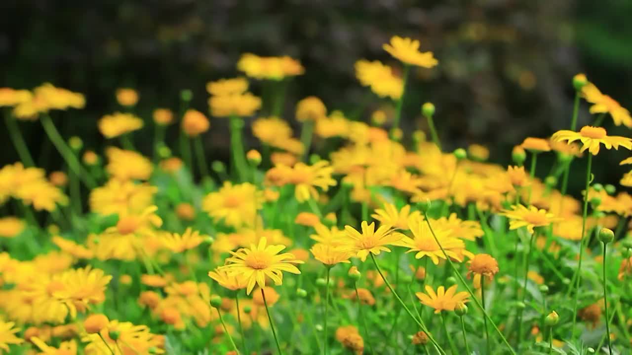 黄金菊 Euryops pectinatus (L.) Cass.视频素材