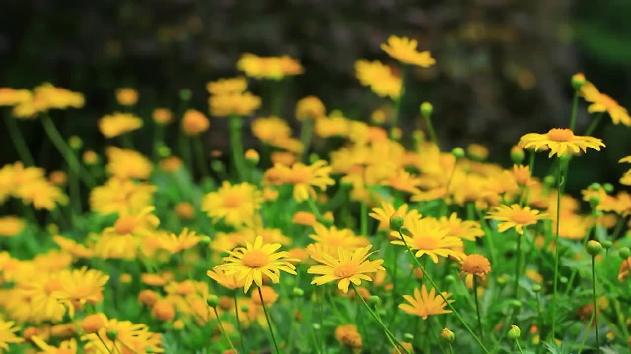 黄金菊 Euryops pectinatus (L.) Cass.视频素材