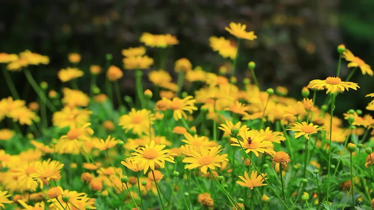 黄金菊 Euryops pectinatus (L.) Cass.视频素材