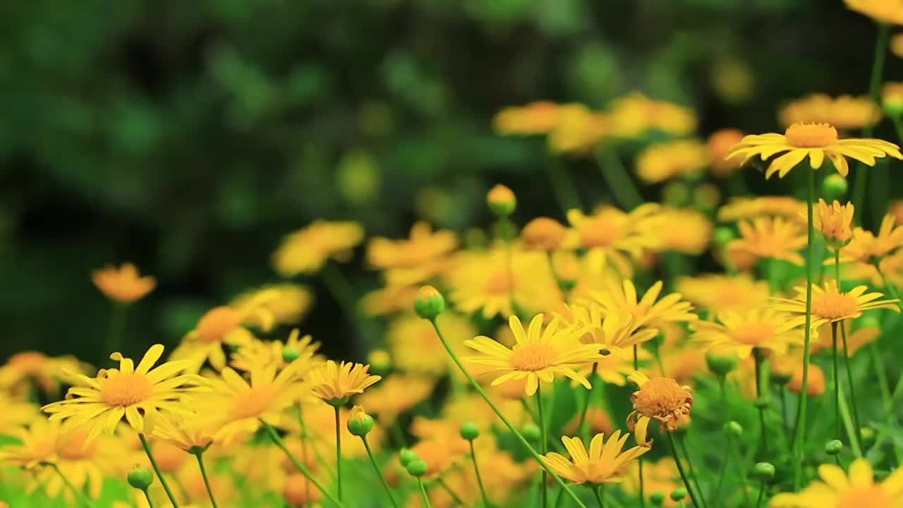 黄金菊 Euryops pectinatus (L.) Cass.视频素材