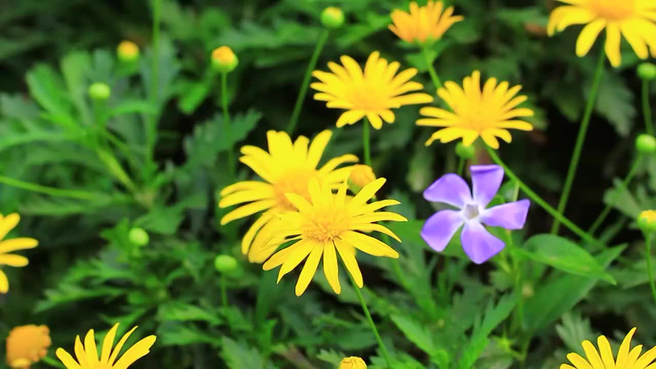 黄金菊 Euryops pectinatus (L.) Cass.视频素材