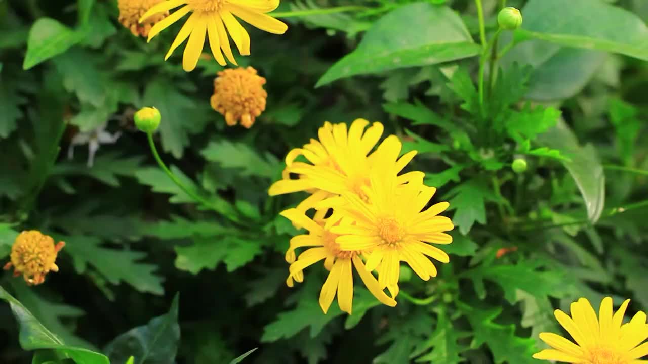 黄金菊 Euryops pectinatus (L.) Cass.视频素材