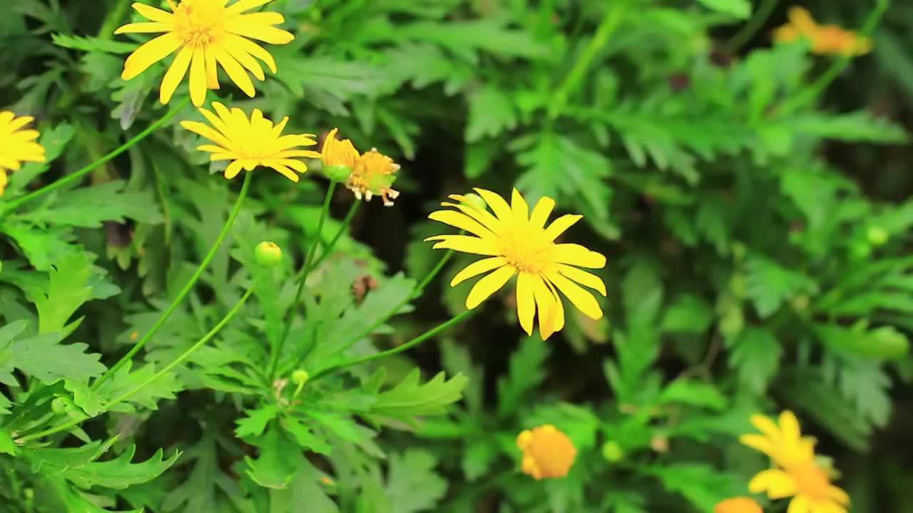 黄金菊 Euryops pectinatus (L.) Cass.视频素材