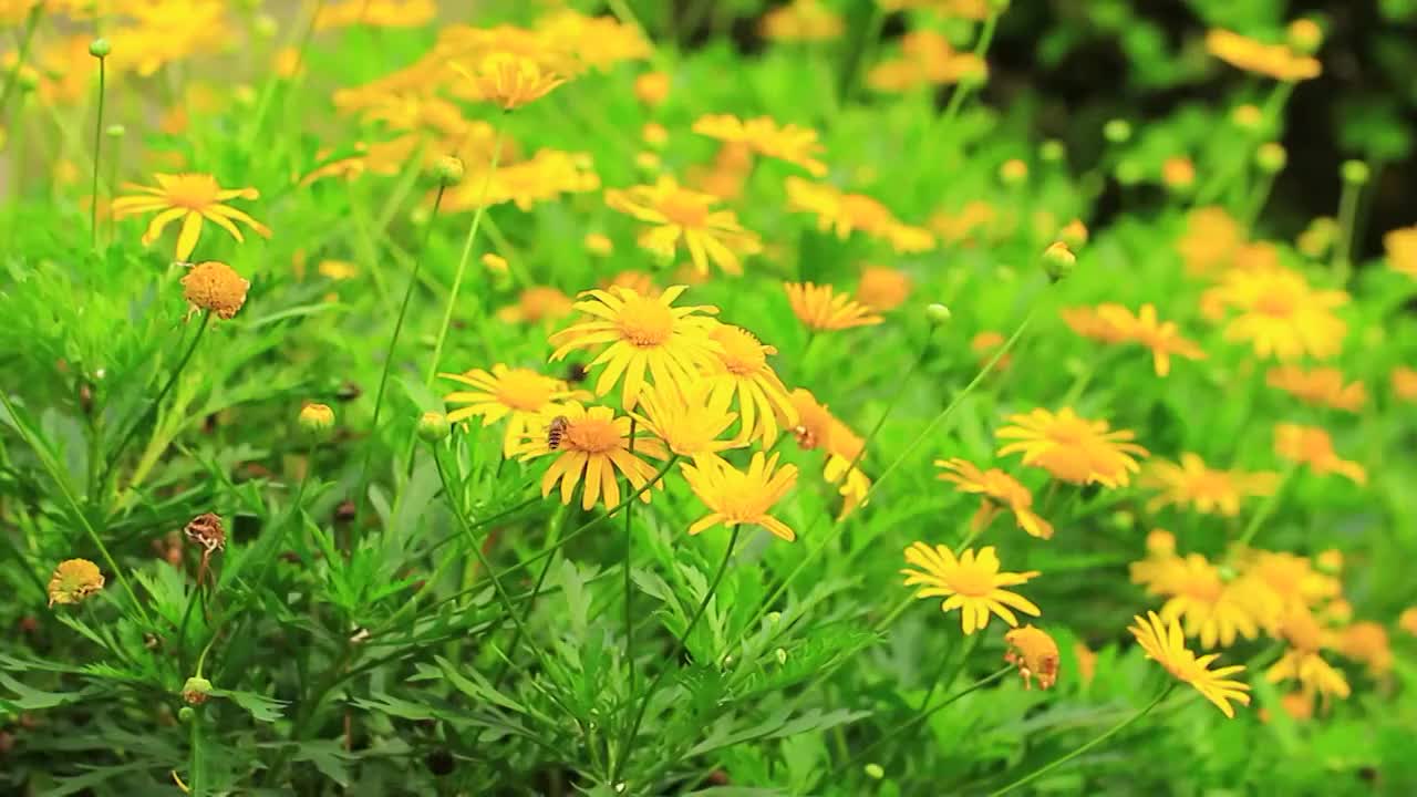 黄金菊，黄色鲜花，满画幅视频素材