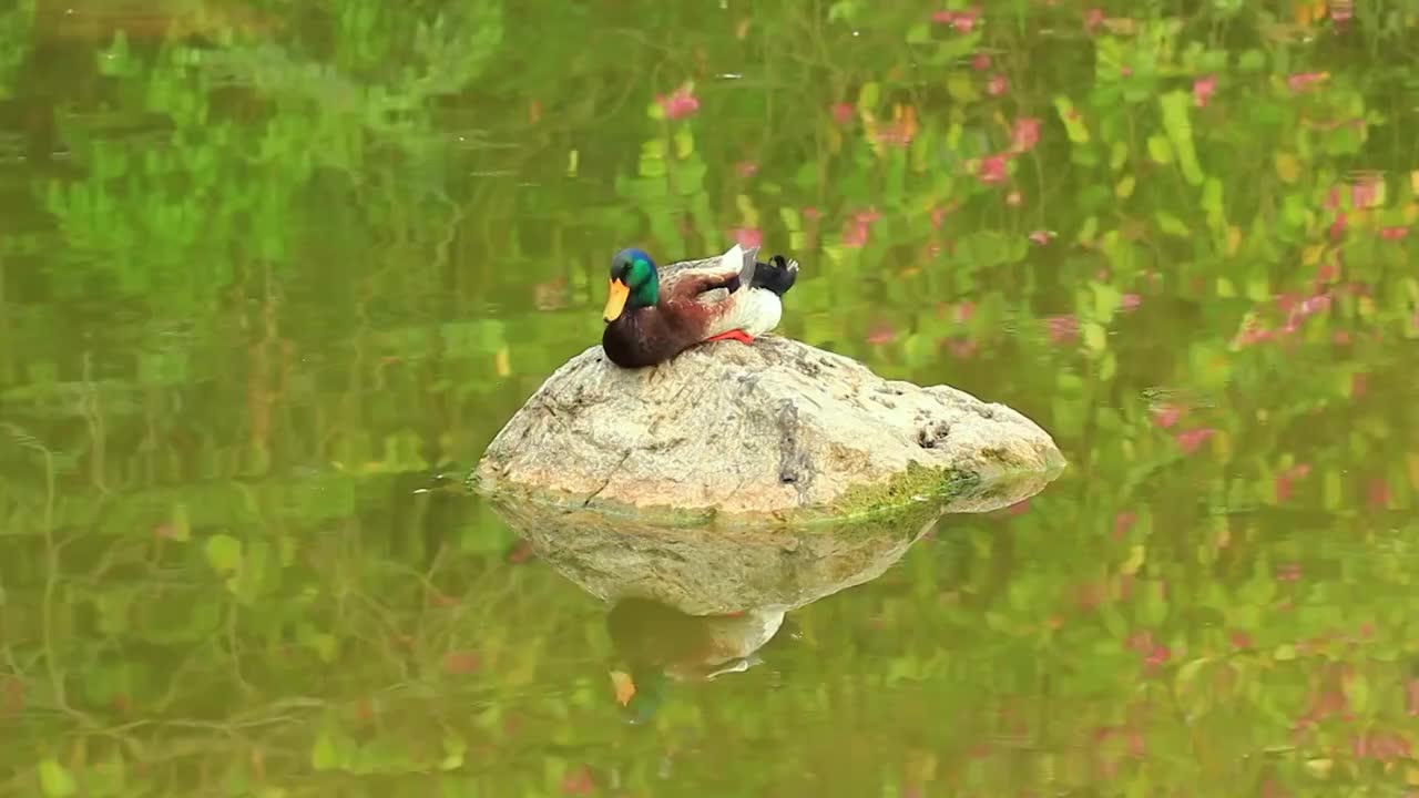 池塘中石头上的鸭子视频素材