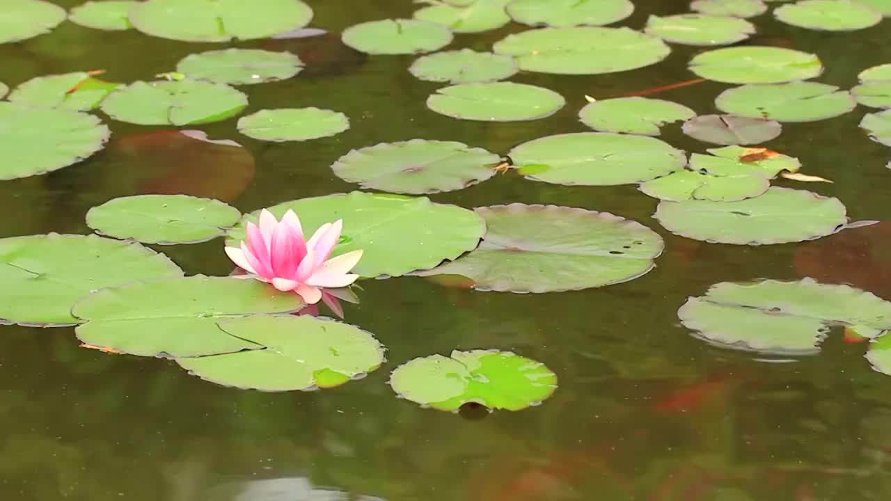 池塘，睡莲，红色小鱼，锦鲤视频素材