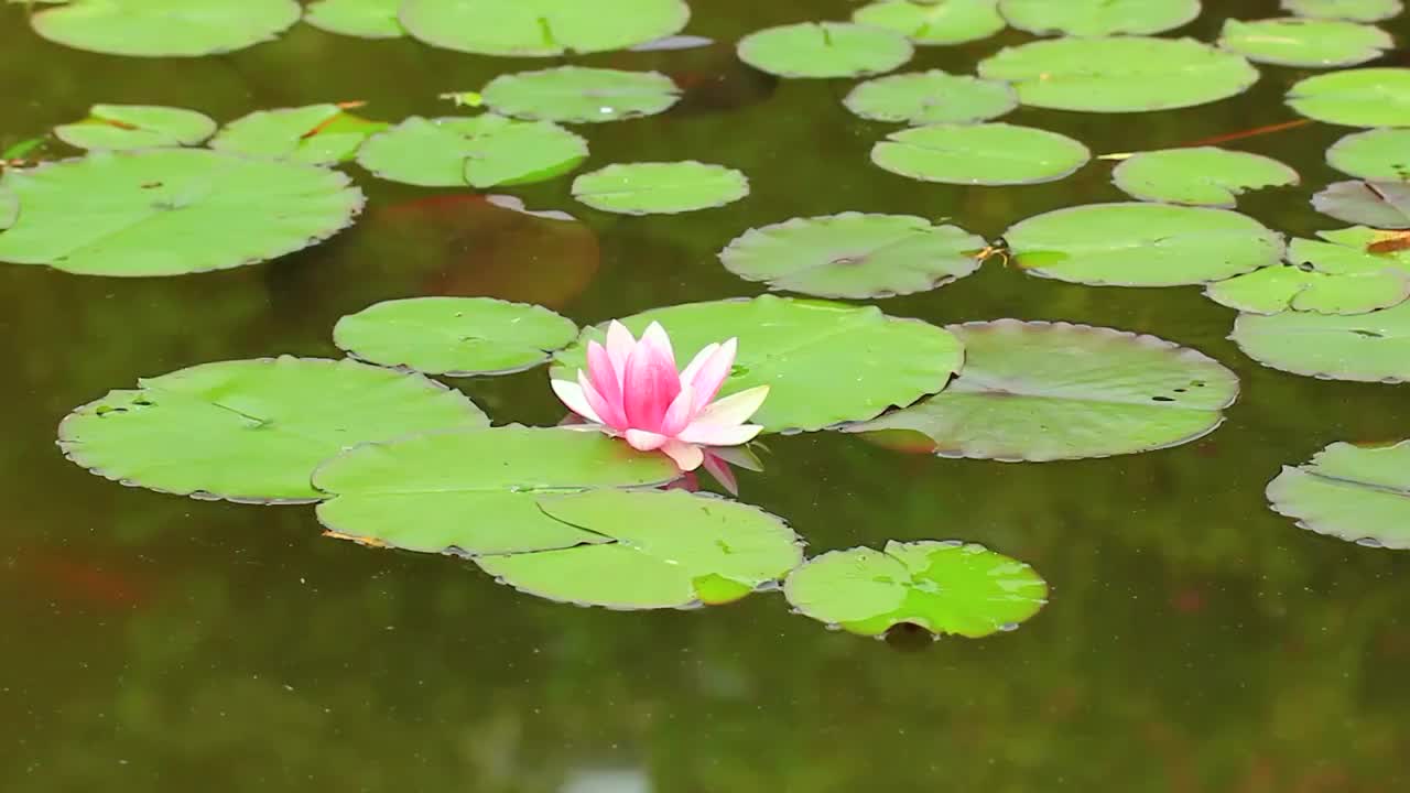 池塘，睡莲，红色小鱼，锦鲤视频素材