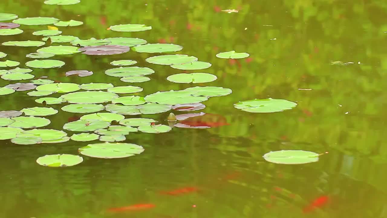 池塘，睡莲，红色小鱼，锦鲤视频素材