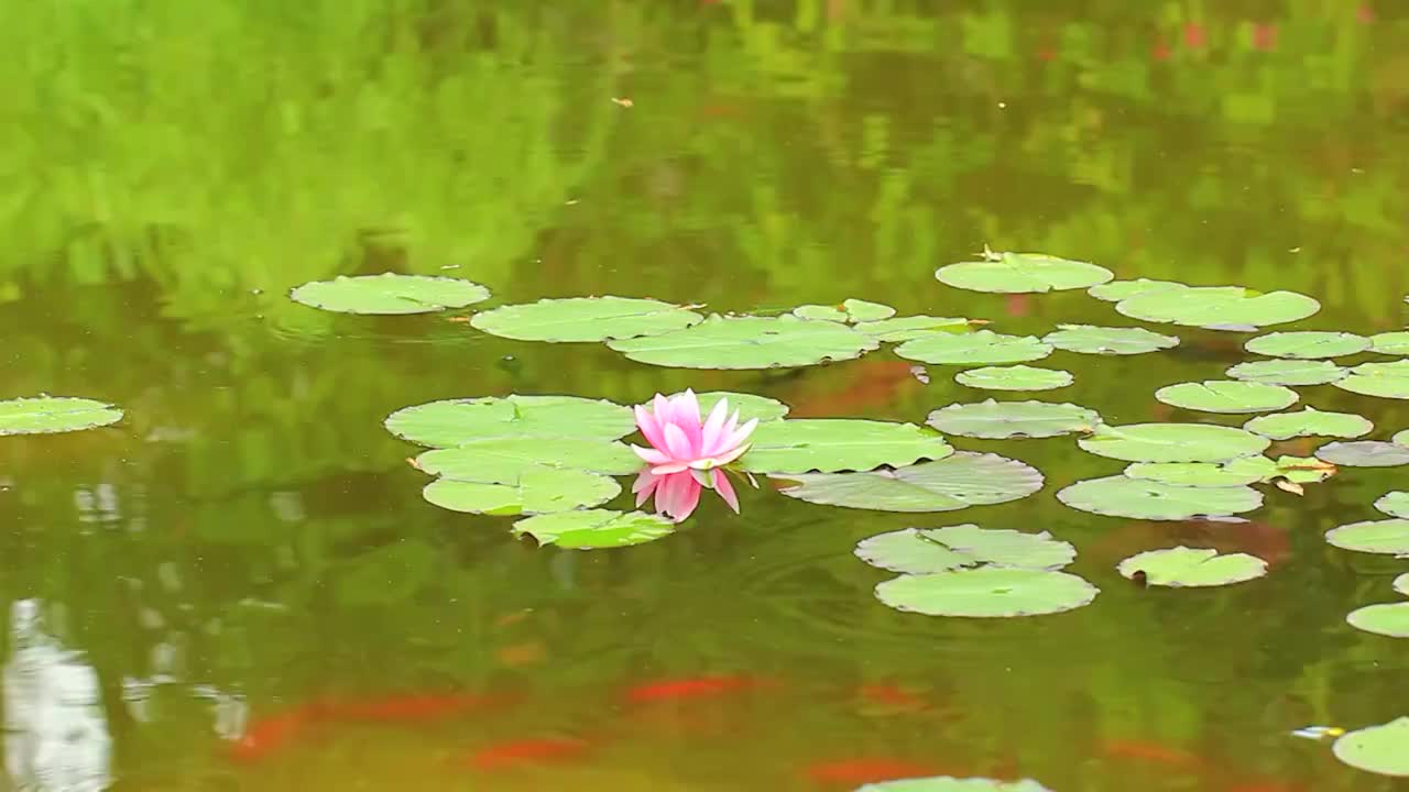 池塘，睡莲，红色小鱼，锦鲤视频素材